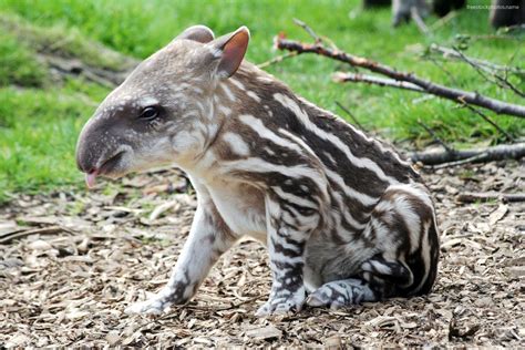 Mountain Tapir Baby Sticking It's Tongue Out : r/NatureIsFuckingCute