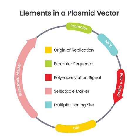 Elements in a Plasmid Vector scientific illustration infographic diagram 16799432 Vector Art at ...