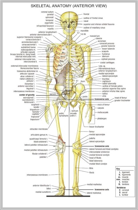 Free Printable Human Skeleton Labeled