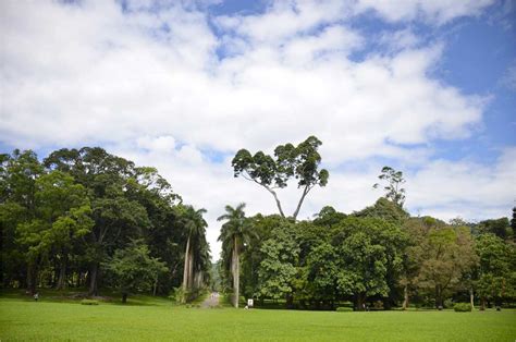 Peradeniya Botanical Gardens | Great Gardens of the World