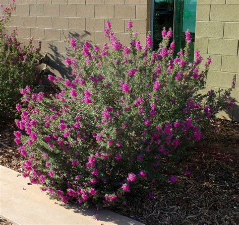 Great Design Plant: Texas Ranger Explodes With Color