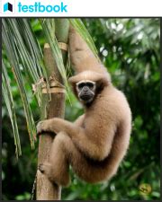 Hoolock Gibbon - Characteristics, Habitat & IUCN Status | UPSC