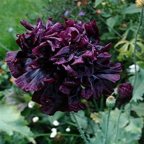 APO)~"BLACK" PEONY Poppy~Seeds!!!!!!!~~~~~~Mysterious!!! | Black flowers, Black peony ...