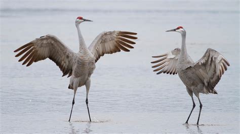 Sandhill Crane Migration, Platte River - YouTube