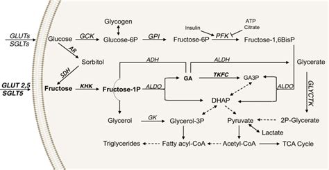 Fructose Metabolism Vs Glucose Metabolism