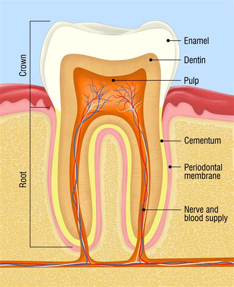 Make Us Your Periodontist in Orlando - Central Florida Periodontics and ...