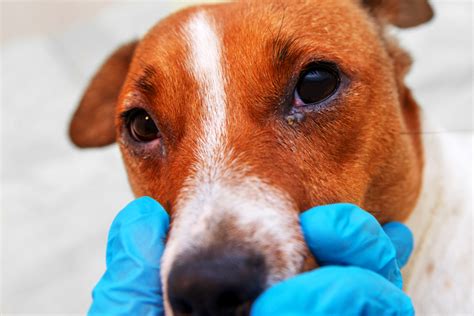 Can Dogs Pass Conjunctivitis to Humans? – Pet Help Reviews UK