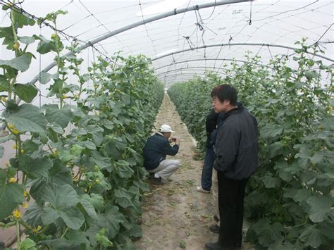 Agriculture in the Israeli Desert - Agriculture in Israel