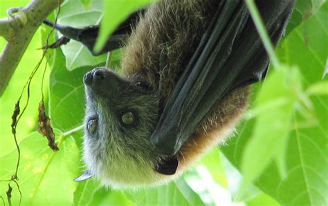 National Park of American Samoa Wildlife - National Park Photographer