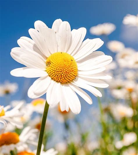 Daisy flowers depict purity and innocence. These perennial blooms occur ...