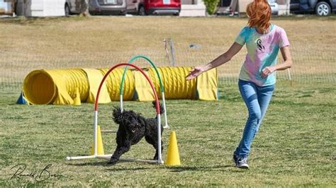 AGILITY FUN & GAMES - East Valley K9 Services