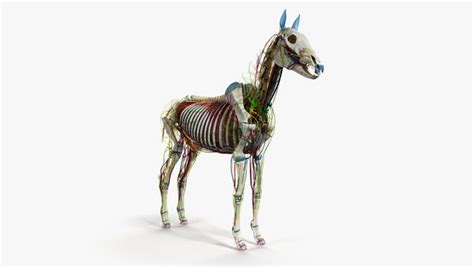 3D skin horse anatomy - TurboSquid 1449331