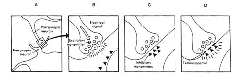 The Bacteria; Soluble Toxins