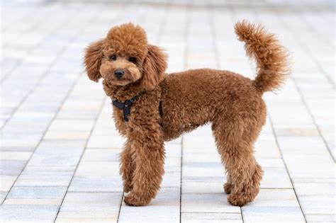 Premium Photo | Beautiful little brown poodle dog in a harness miniature poodle pet puppy on a ...