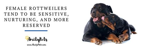 Rottweiler Male vs Female [which one is a better pet] – Amity Pets