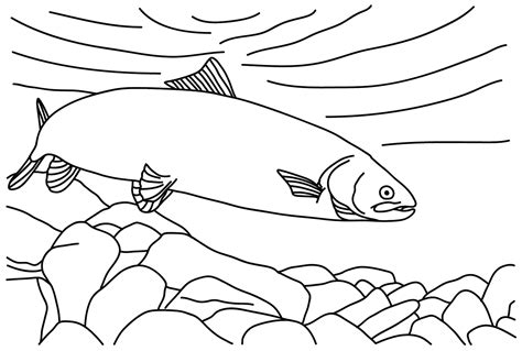 Salmon Fish Coloring Page - Free Printable Coloring Pages