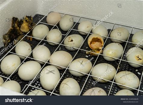 Goose Eggs Incubator Goose Egg Incubation Stock Photo 2144544629 | Shutterstock