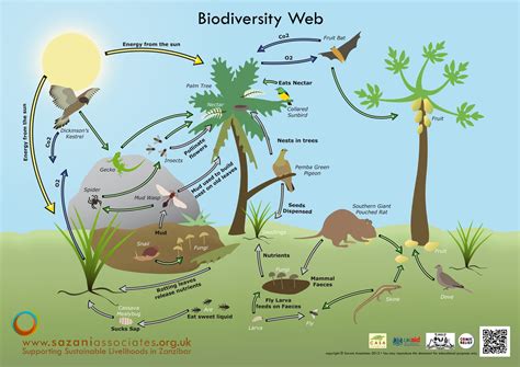 biodiversity assignment | Biodiversity, Fun science, Activities