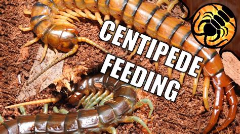 Feeding lots of Centipedes! - YouTube