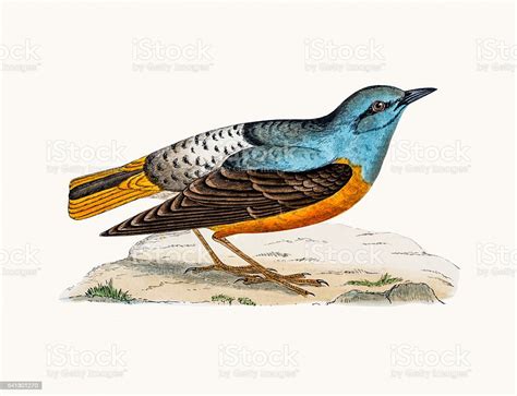 Vetores de Rocha Tordo Bird e mais imagens de Animal - Animal, Ave canora, Ave de rapina - iStock