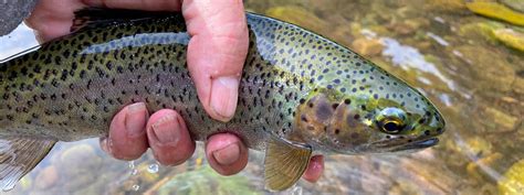 Fly Fishing The Thompson River in NW Montana - Fly Fishing Waters