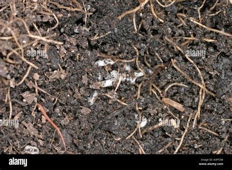 FUNGUS GNAT SCIARID FLY LARVAE FEEDING ON ROOTS CU Stock Photo - Alamy