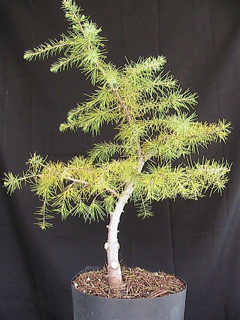 Cedar Bonsai | kuromatsubonsai.com