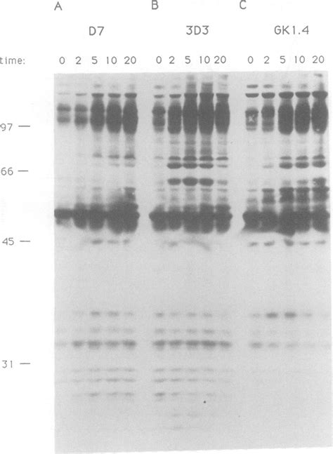 Tyrosine phosphorylation of cellular substrates. D1O cells were... | Download Scientific Diagram