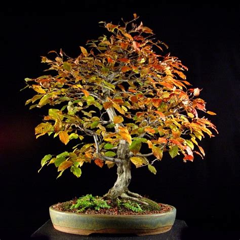 20+ Carpinus Caroliniana ( American Hornbeam ) seeds