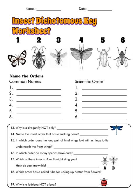 Dichotomous Key Activity Worksheet