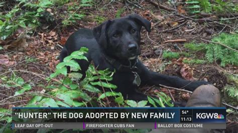 Hunter the dog finds a new family, again | king5.com