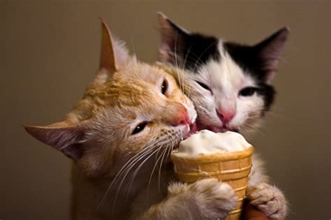 Cats Can't Taste Sweetness