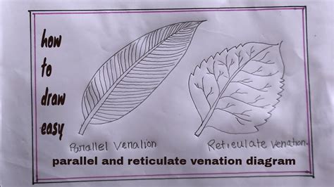 how to draw parallel and reticulate venation diagram - YouTube