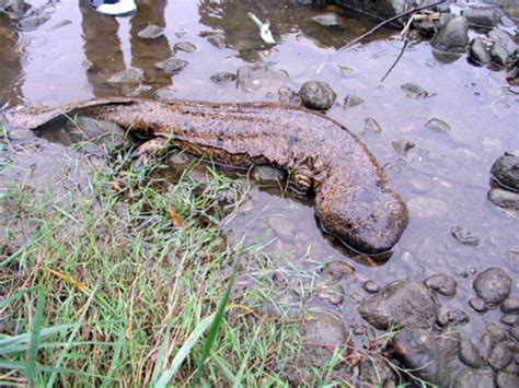 Japanese Giant Salamander prowling around - up to 5 feet/ 1.5m long as adults : r/TheDepthsBelow