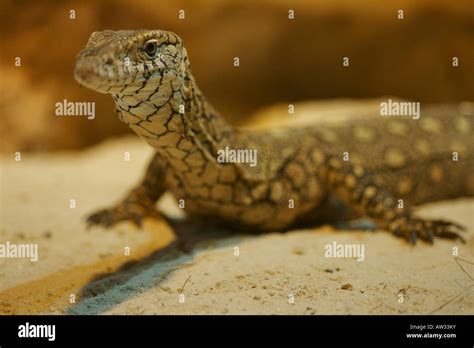 Perentie Lizard Stock Photo: 16449566 - Alamy