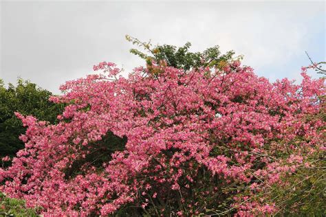 Floss Silk Tree - Chorisia Speciosa for Sale Florida | Treeworld Wholesale