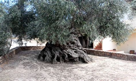 The Oldest Olive Tree in the World in Greece | Earthology365