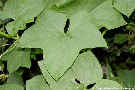 PEI Invasive Species Council - Wild Cucumber