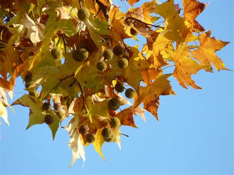 Seeds of the maple free image download