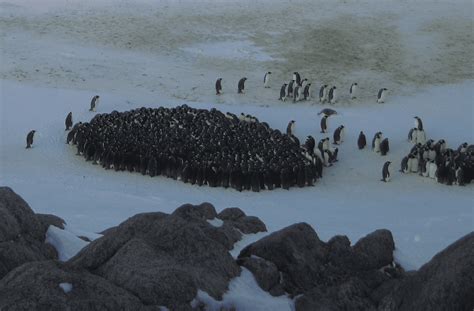 Huddling emperor penguins undergo phase transition – Physics World