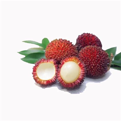 Pulasan | GL Fruit Sdn Bhd