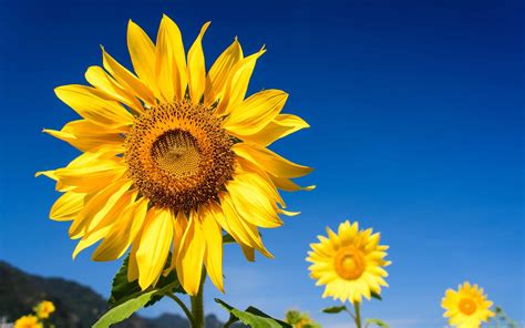 Sunflowers Blue Sky Mac Wallpaper Download | AllMacWallpaper
