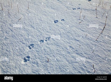 Fox tracks in snow hi-res stock photography and images - Alamy