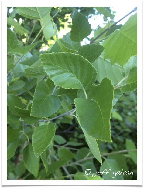 River Birch Leaves | Boulder Tree Care - Pruning & Tree Removal Services