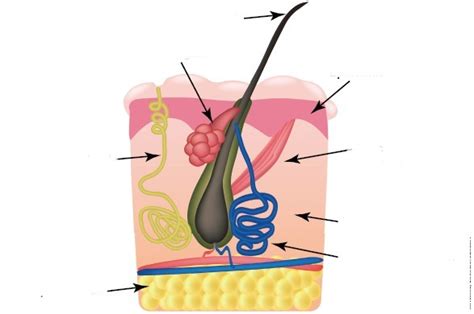 Pilosebaceous Unit Diagram Diagram | Quizlet