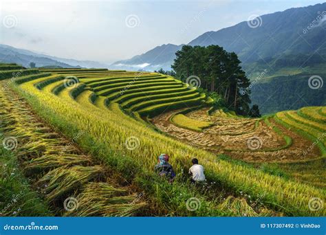 Terraced Rice Field in Harvest Season with Farmers Harvesting on Field ...