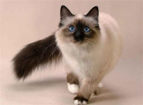 👍7 Características que Distinguen Objetivamente a los Bellos Gatos ...