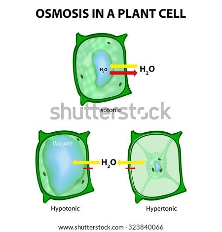 Osmosis In A Plant Cell. 3 Types Of Tonicity: Hypotonic, Hypertonic ...