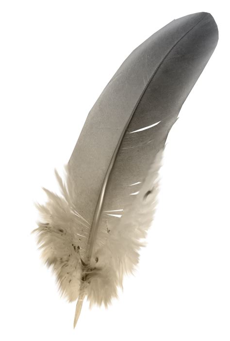 Feather Grey - Feathers png download - 1015*1503 - Free Transparent ...