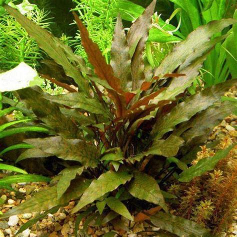 Cryptocoryne Wendtii Red Crypt Wendtii Red Bare Root – MarcusFishTanks